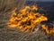 Dry grass burns in the steppe.