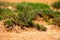 Dry grass bush on cracked takir soil in semi-desert