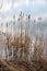 Dry grass and cattails on lakeside in early Spring - vertical