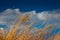 Dry grass in deep blue sky and white clouds, stems and seeds bend with wind on hot afternoon, rich vegetation of weeds