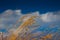 Dry grass in deep blue sky and white clouds, stems and seeds bend with wind on hot afternoon, rich vegetation of weeds