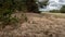 Dry grass on the edge of the forest