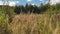 The dry grass in the field is swaying in the wind