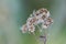 Dry grass flowers macro. Blurred in some