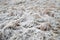 Dry grass in the frost. Rime, frost, frosty background