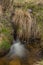 Dry grass and frosty icicle near Hajny creek in national park Sumava in morning