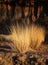 Dry grass glowing in sunset light. Flinders Ranges. South Australia.