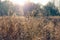 Dry grass in golden sunlight