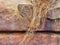 Dry Grass Growing Over Heavily Eroded and Pitted sandstone Rock Face