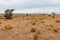 Dry grass and lonely trees in the Sahara desert, Morocco, Africa