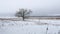 Dry the grass marsh winter reed beautiful cold landscape nature