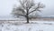 Dry the grass marsh winter reed beautiful cold nature landscape