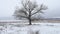 Dry the grass marsh winter reed beautiful cold nature landscape