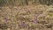 Dry grass meadow with wild purple iris (Crocus heuffelianus ) flowers, closeup detail