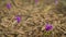 Dry grass meadow with wild purple iris (Crocus heuffelianus ) flowers, closeup detail, infinite loop