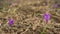Dry grass meadow with wild purple iris (Crocus heuffelianus ) flowers, dry grass around, closeup detail