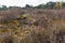 Dry grass, moss and shrubs in The Loonse and Drunense Duinen National Park