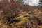 Dry grass, moss and shrubs in The Loonse and Drunense Duinen National Park