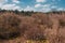 Dry grass, moss and shrubs in The Loonse and Drunense Duinen National Park