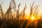 Dry grass-panicles of the Pampas against orange sky with a setting sun. Nature, decorative wild reeds, ecology. Summer evening,