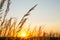 Dry grass-panicles of the Pampas against orange sky with a setting sun. Nature, decorative wild reeds, ecology. Summer evening,