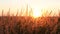 Dry grass-panicles of the Pampas against orange sky with a setting sun swaying in the wind. Nature, decorative wild reeds, ecology