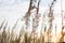 Dry grass-panicles of the Pampas against the sky. Nature, decorative wild reeds, ecology