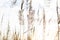Dry grass-panicles of the Pampas against the sky. Nature, decorative wild reeds, ecology