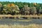 Dry grass on the sandy banks of withered pond, reeds, pine forest on a hill