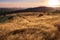 Dry grass shining in the sunset sun, sea of clouds visible in the background, Santa Cruz mountains, San Francisco bay area,