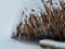 Dry grass and snow in winter along the river Bank