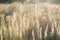 Dry grass in spiderweb on a green meadow in the rays of the setting sun. Late summer. Early autumn