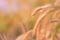 Dry Grass spikelets in soft focus in the setting sun close-up. Natural background