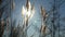 Dry grass spikes swaying in the wind winter marsh snow sunlight nature landscape