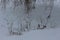 Dry grass stands in the snow. Willow branches are visible in the background.