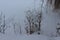 Dry grass stands in the snow. Willow branches are visible in the background.