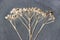 Dry grass tansy printed on clay. the background is painted with engobe with the addition of black pigment. raw clay