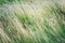 Dry grass, texture. Beautiful herbal background