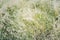 Dry grass, texture. Beautiful herbal background