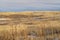 Dry grass and thistle, winter scenery at Colorado foothills