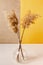 Dry grass in transparent vase on a light table. Yellow and beige colors background with a common reed.