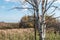 Dry grass and tree Mysterious setting