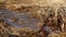 Dry grass, wild plants with frozen puddle on the side.