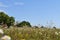 Dry grass, wildflowers, blue sky