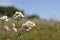 Dry grass, wildflowers, blue sky