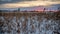 The dry grass in the winter field bent in the wind against the setting sun.