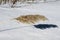 A dry grass in winter with shadow