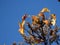 Dry grasses against a sunlit blue sky