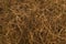 dry grasses background