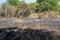 Dry grassland in Baluran National Park